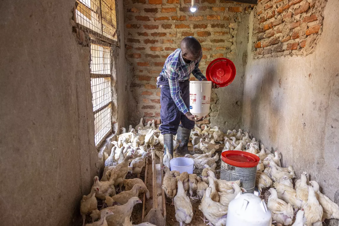 24-year-old Yonah Namayo tends chickens at Naluwoli Village, Butansi Sub-county, Kamuli District, 8 May 2025. 