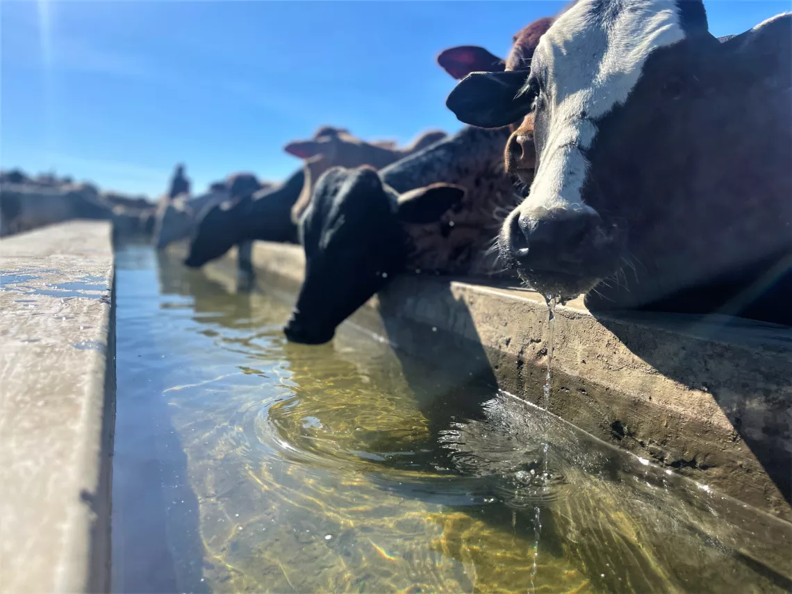 Some of Daniel's cattle feed from the water trough set up by UNICEF in Nacuuma village in Kotido District. TheMUWS system was installed at a cost of US$250,000 and financed through UNICEF&rsquo;s set-aside funds meant to combat climate change.