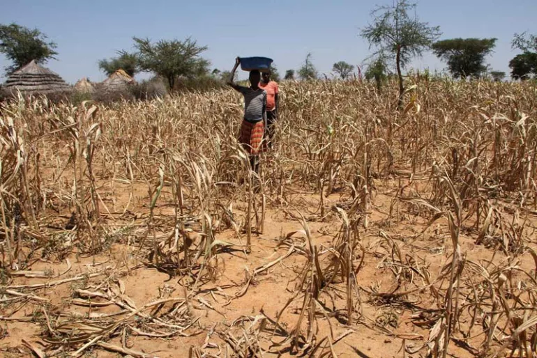 Two figures walk through a corn field