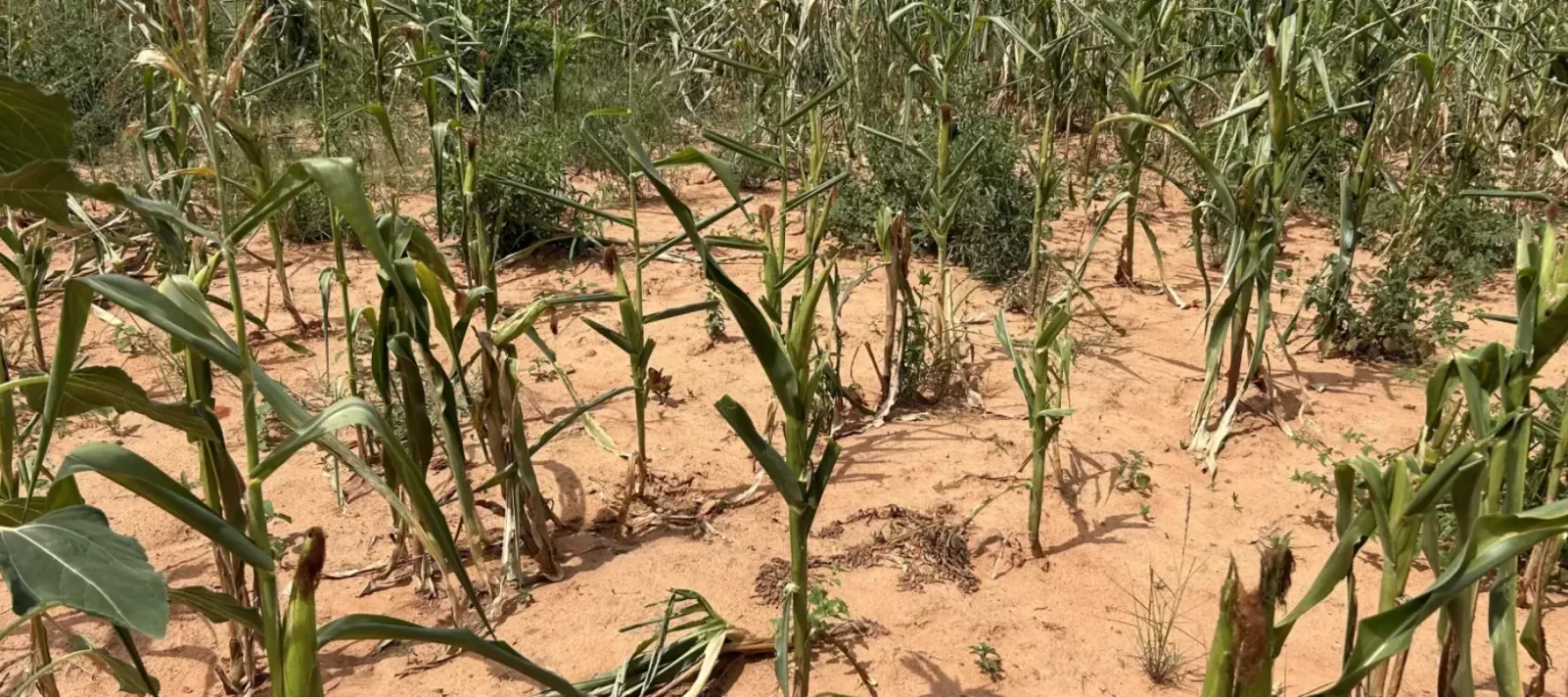 Parched maize field