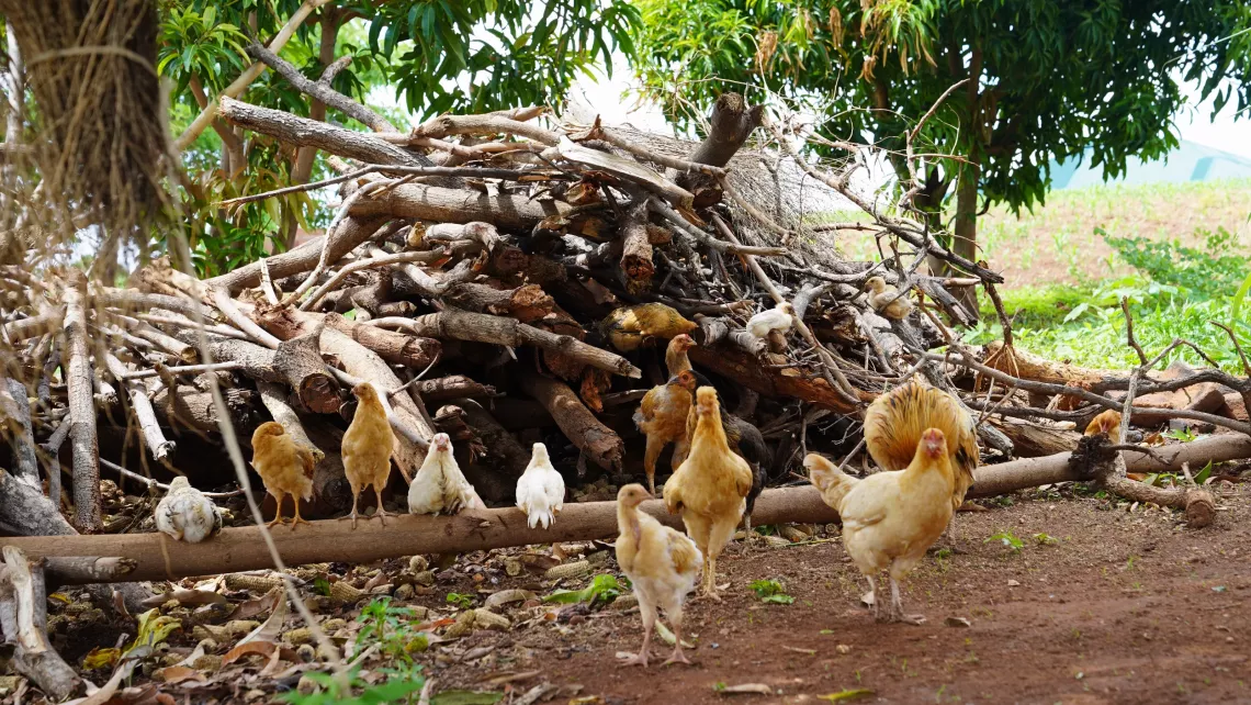 A flock of chickens owned by Clotildah and acquired with funds from SCT roosting by a pile of wood at her homestead in Chipata